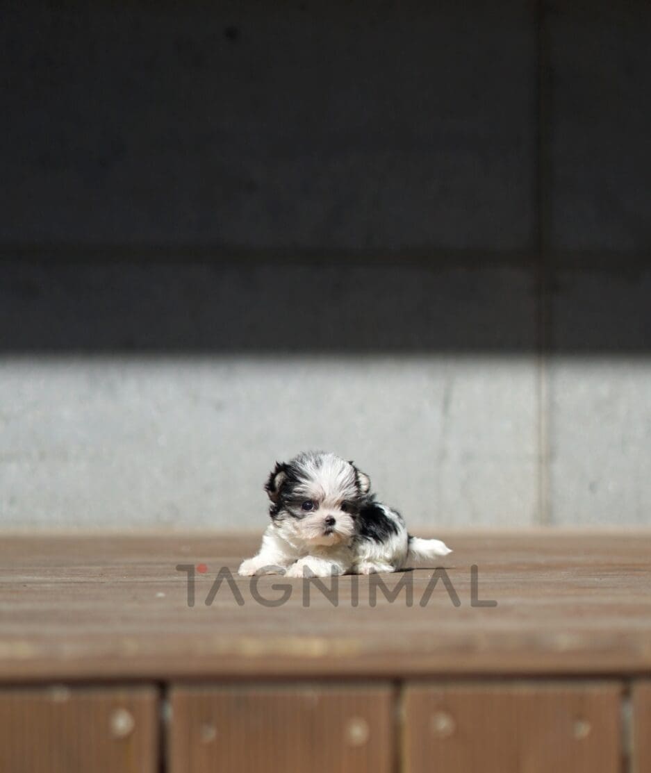 Morkie puppy for sale, dog for sale at Tagnimal