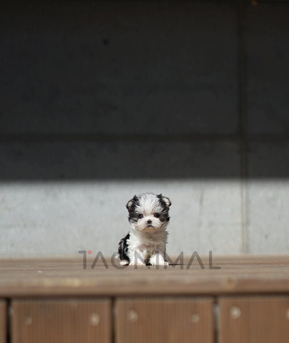 Morkie puppy for sale, dog for sale at Tagnimal