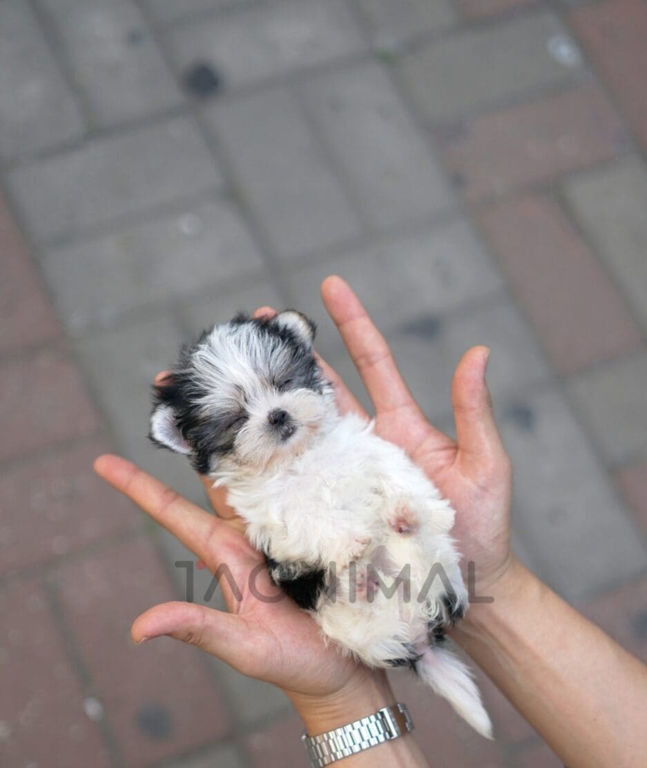 Morkie puppy for sale, dog for sale at Tagnimal