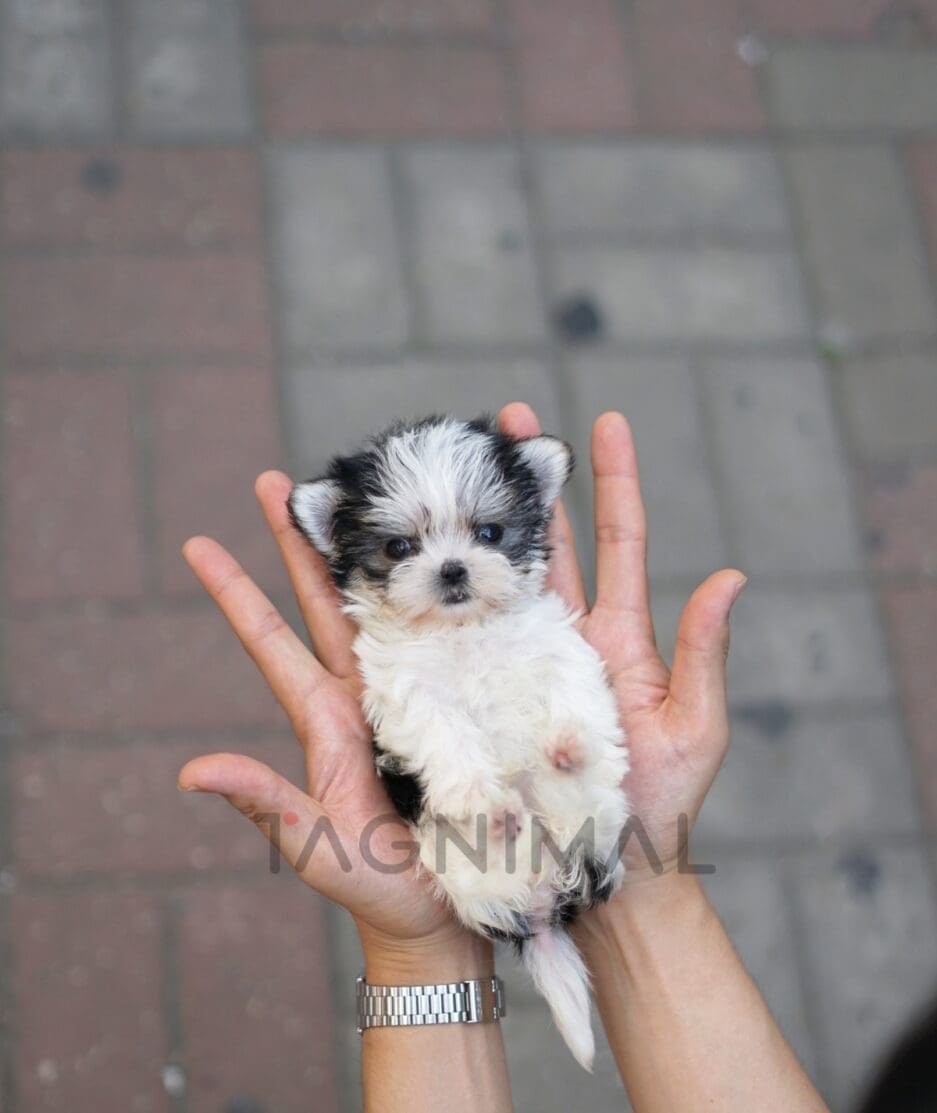 Morkie puppy for sale, dog for sale at Tagnimal