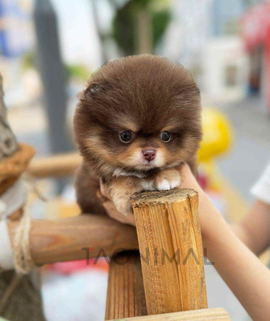 Pomeranian puppy for sale, dog for sale at Tagnimal