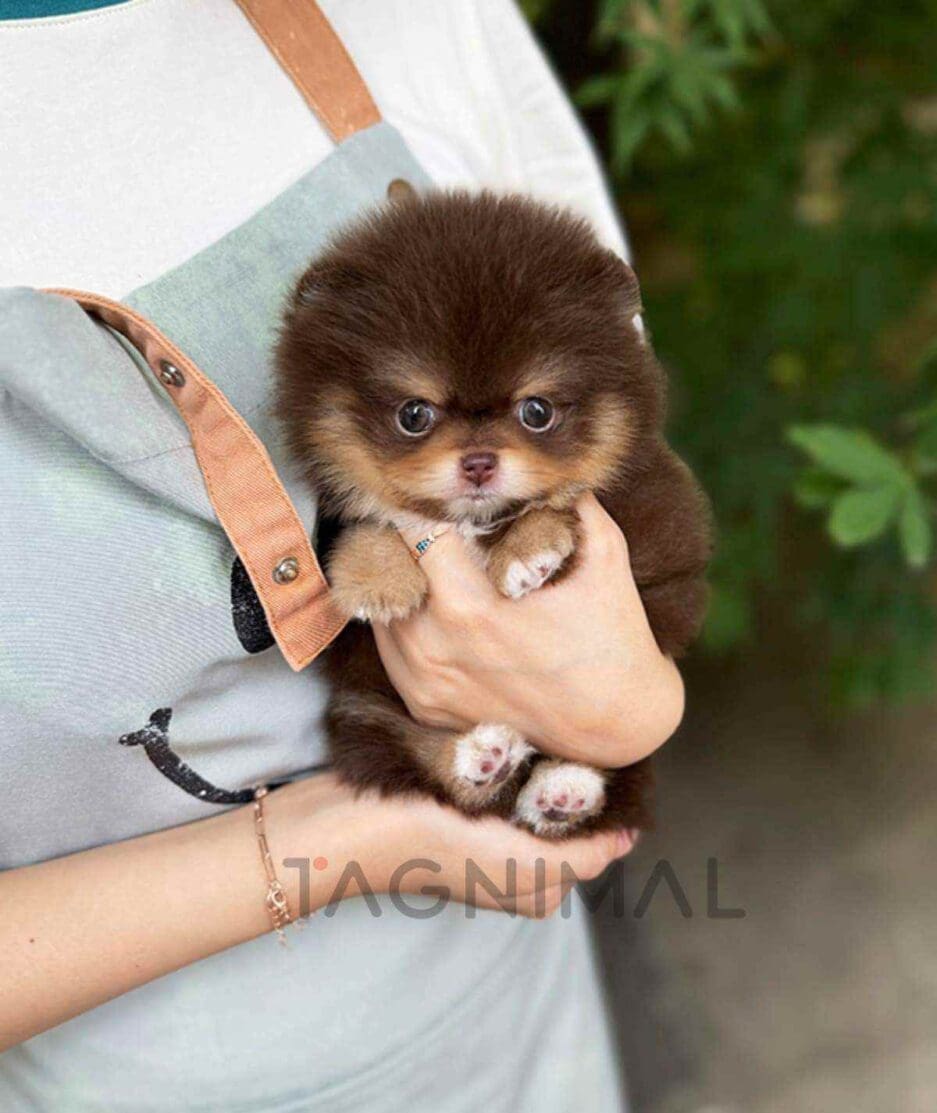 Pomeranian puppy for sale, dog for sale at Tagnimal