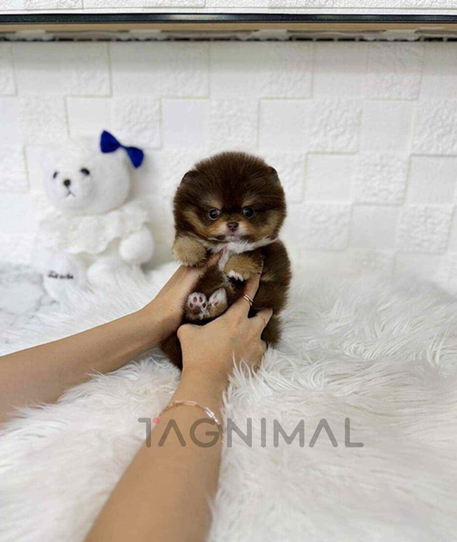 Pomeranian puppy for sale, dog for sale at Tagnimal