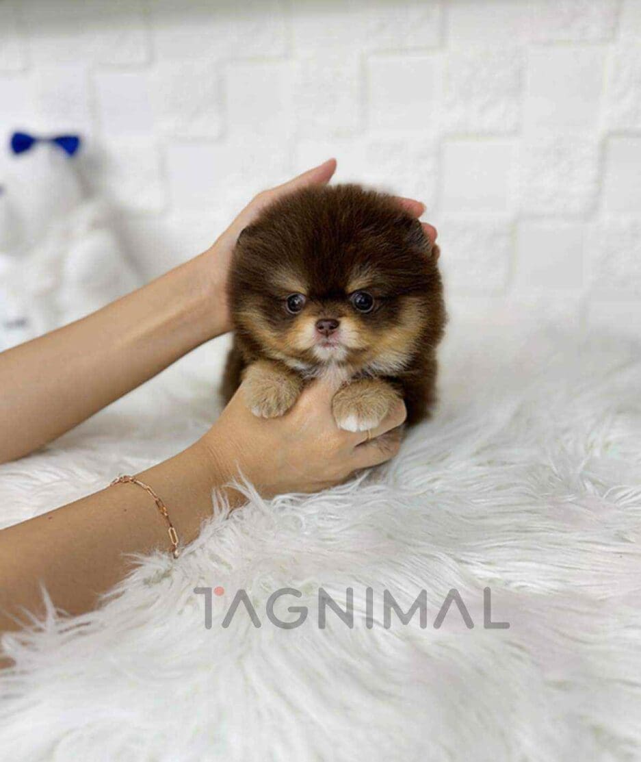 Pomeranian puppy for sale, dog for sale at Tagnimal