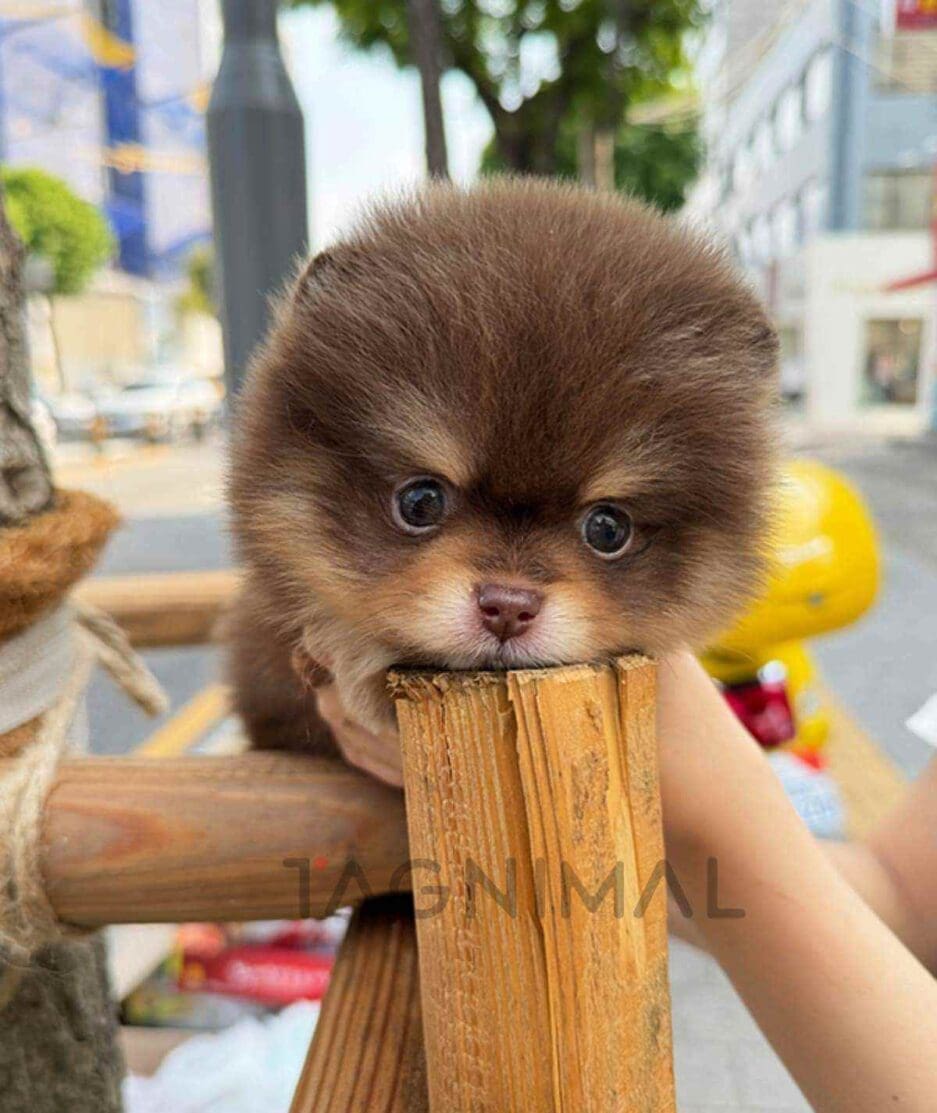 Pomeranian puppy for sale, dog for sale at Tagnimal