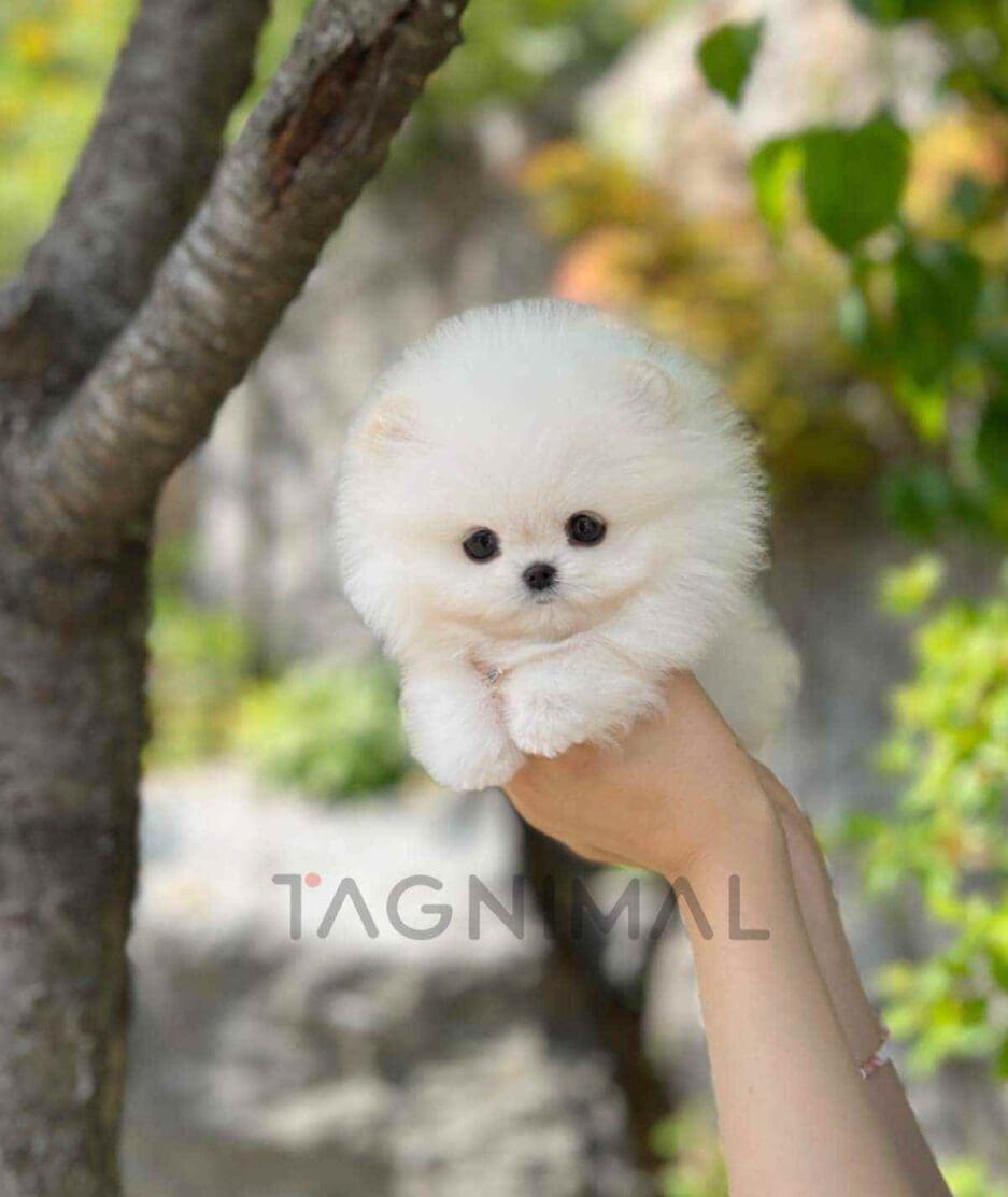 Pomeranian puppy for sale, dog for sale at Tagnimal