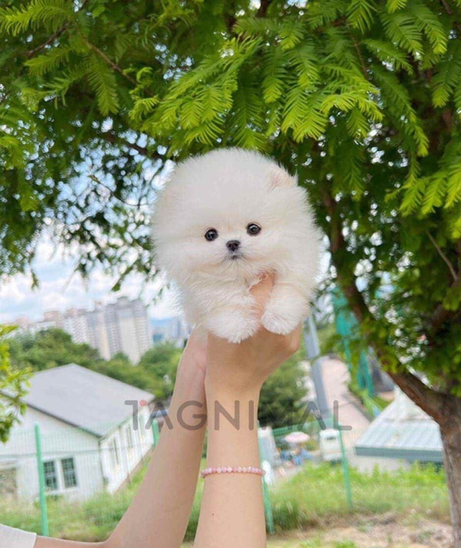 Pomeranian puppy for sale, dog for sale at Tagnimal