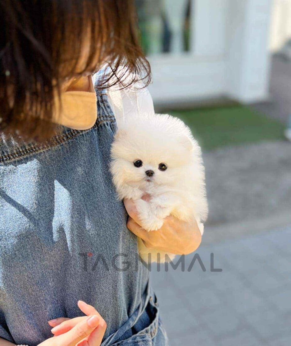 Pomeranian puppy for sale, dog for sale at Tagnimal