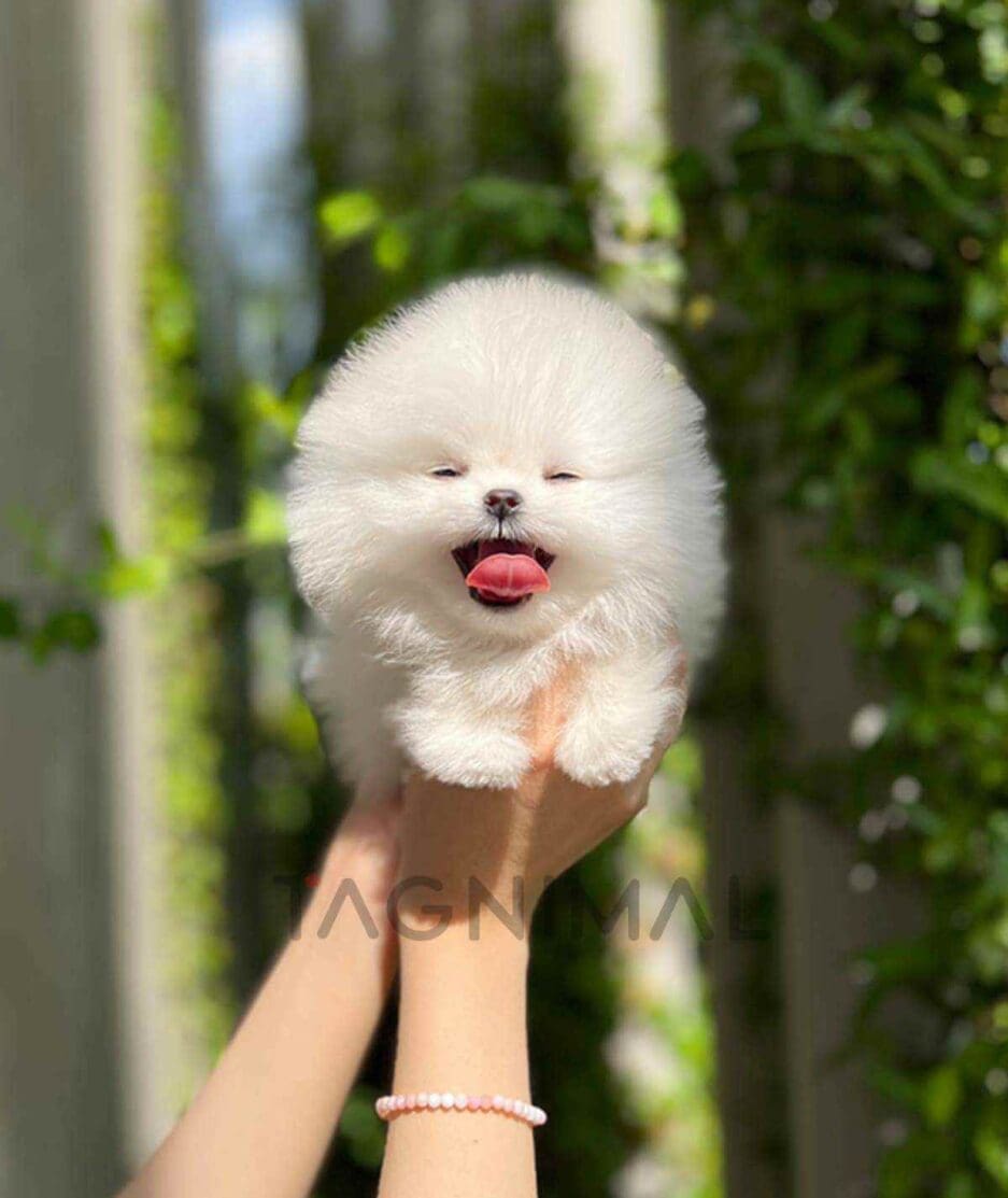 Pomeranian puppy for sale, dog for sale at Tagnimal