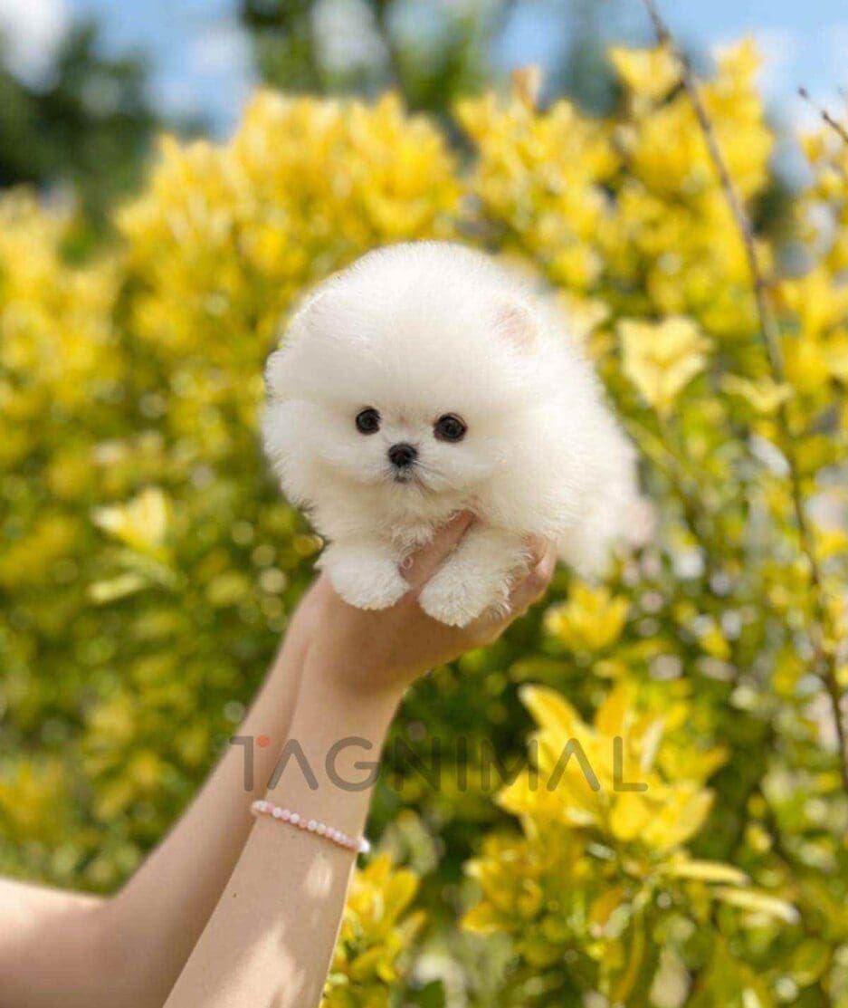 Pomeranian puppy for sale, dog for sale at Tagnimal