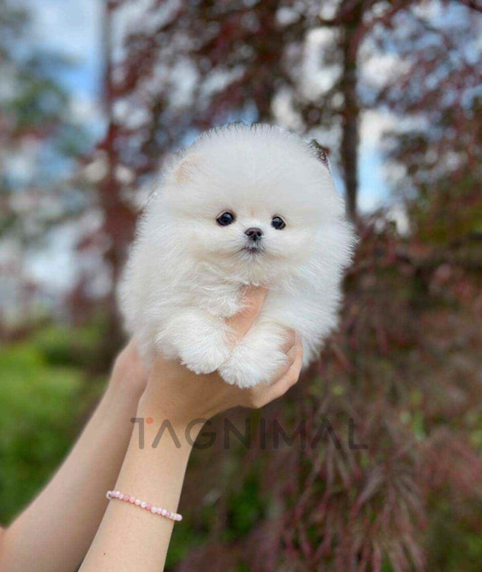 Pomeranian puppy for sale, dog for sale at Tagnimal