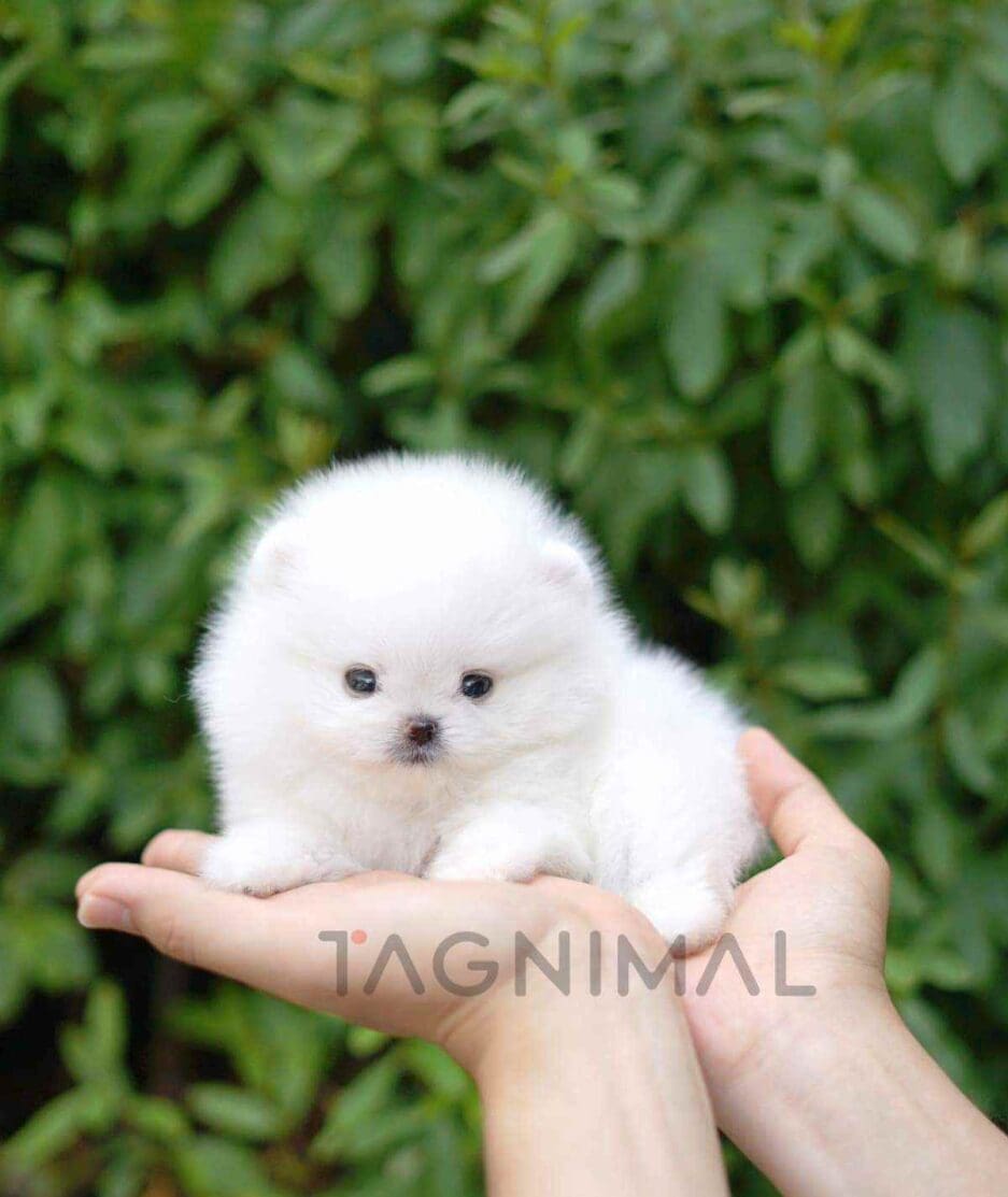 Pomeranian puppy for sale, dog for sale at Tagnimal