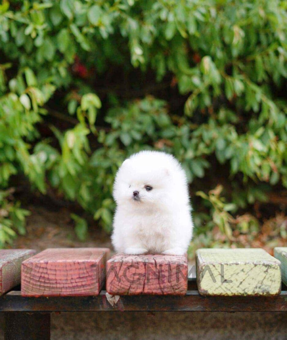 Pomeranian puppy for sale, dog for sale at Tagnimal