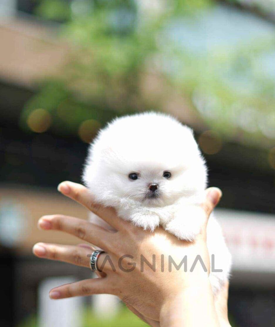 Pomeranian puppy for sale, dog for sale at Tagnimal