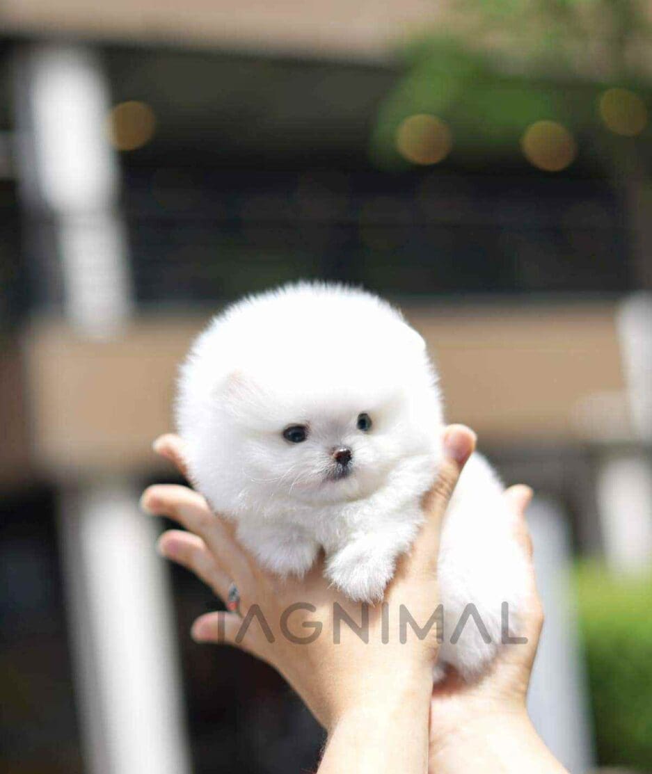 Pomeranian puppy for sale, dog for sale at Tagnimal