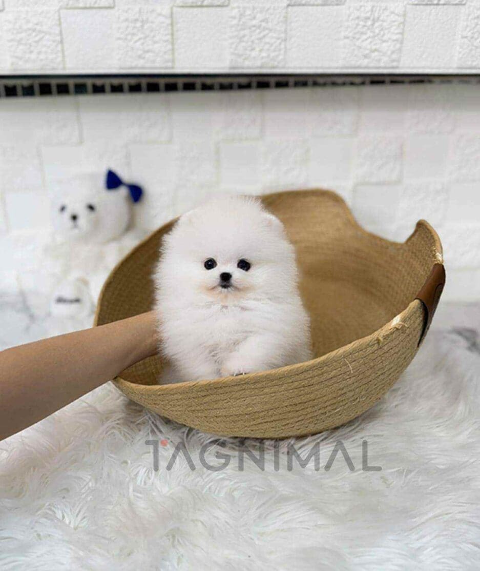 Pomeranian puppy for sale, dog for sale at Tagnimal