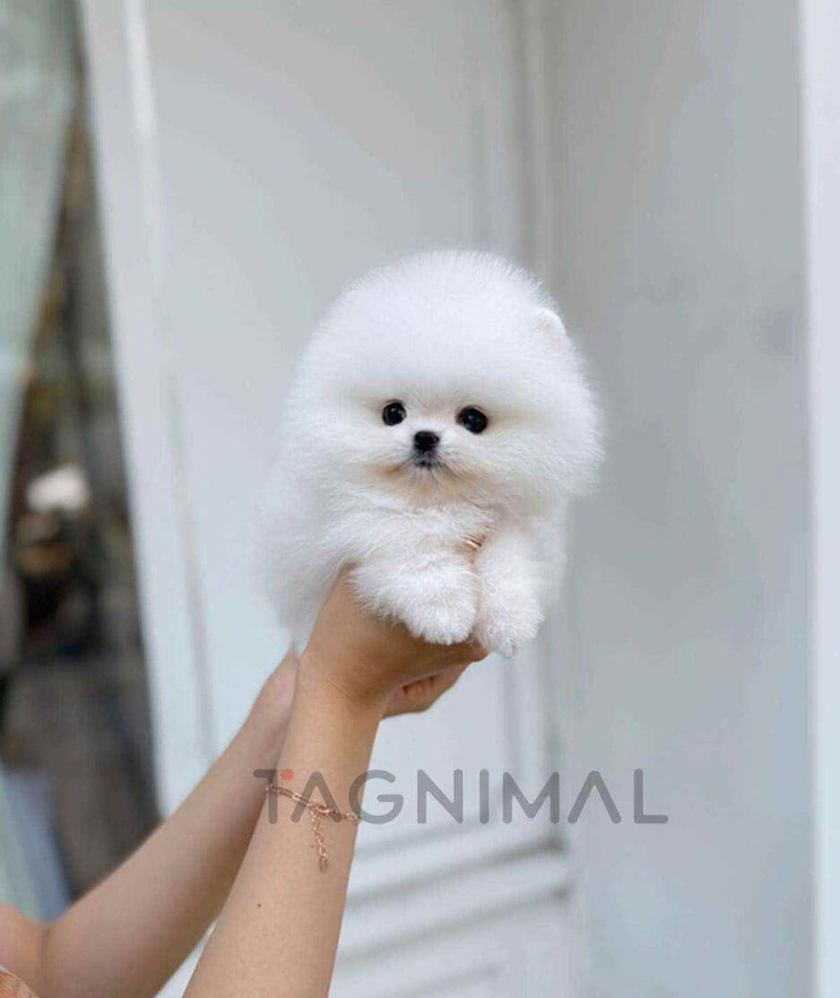 Pomeranian puppy for sale, dog for sale at Tagnimal