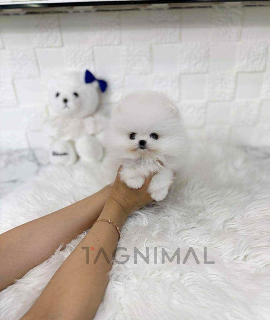 Pomeranian puppy for sale, dog for sale at Tagnimal