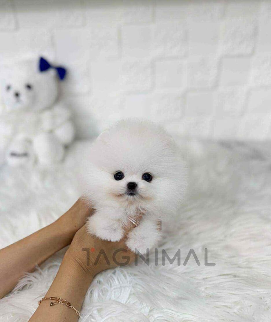 Pomeranian puppy for sale, dog for sale at Tagnimal