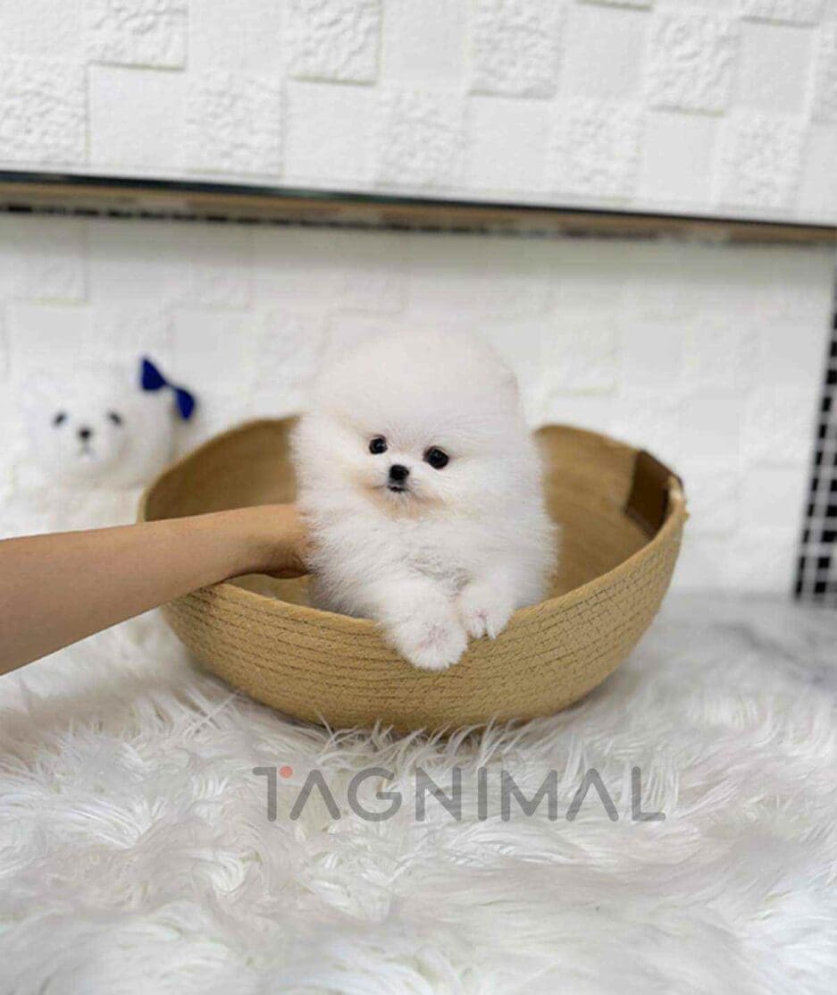 Pomeranian puppy for sale, dog for sale at Tagnimal