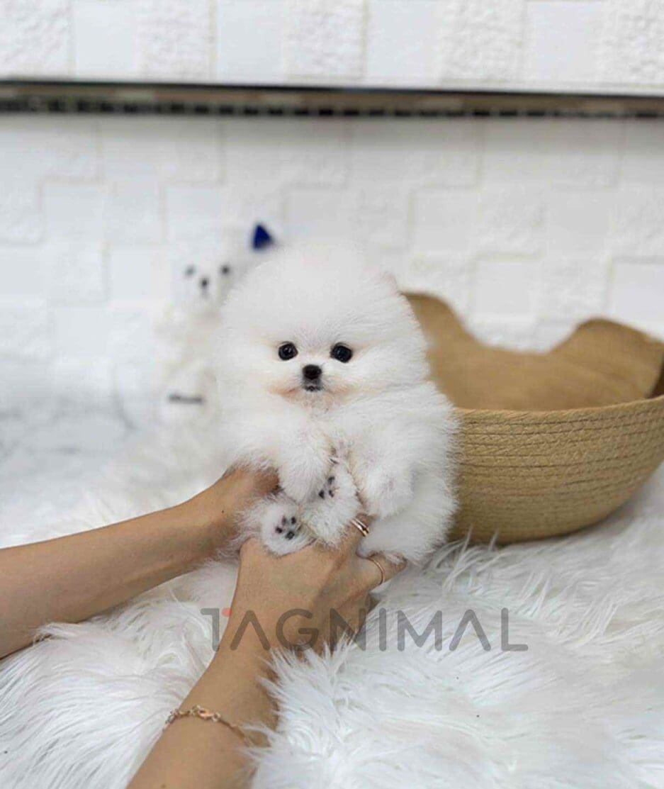 Pomeranian puppy for sale, dog for sale at Tagnimal