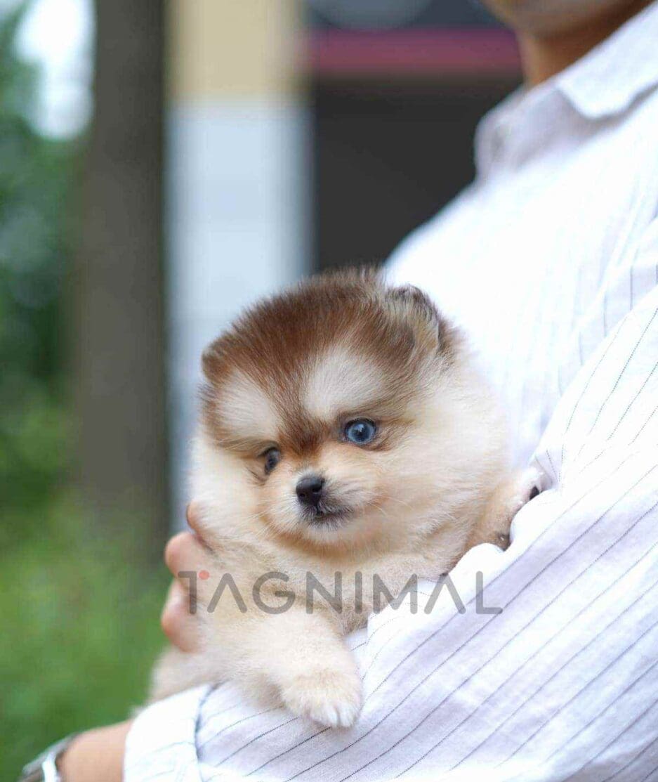 Pomsky puppy for sale, dog for sale at Tagnimal