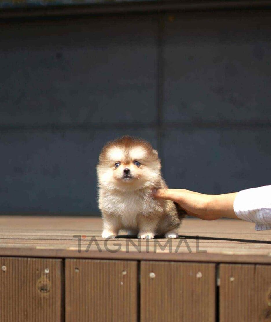 Pomsky puppy for sale, dog for sale at Tagnimal