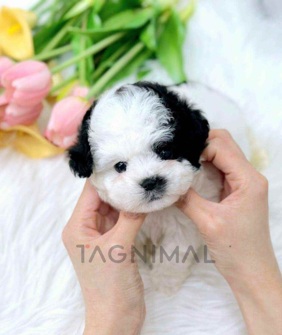 Poochon puppy for sale, dog for sale at Tagnimal