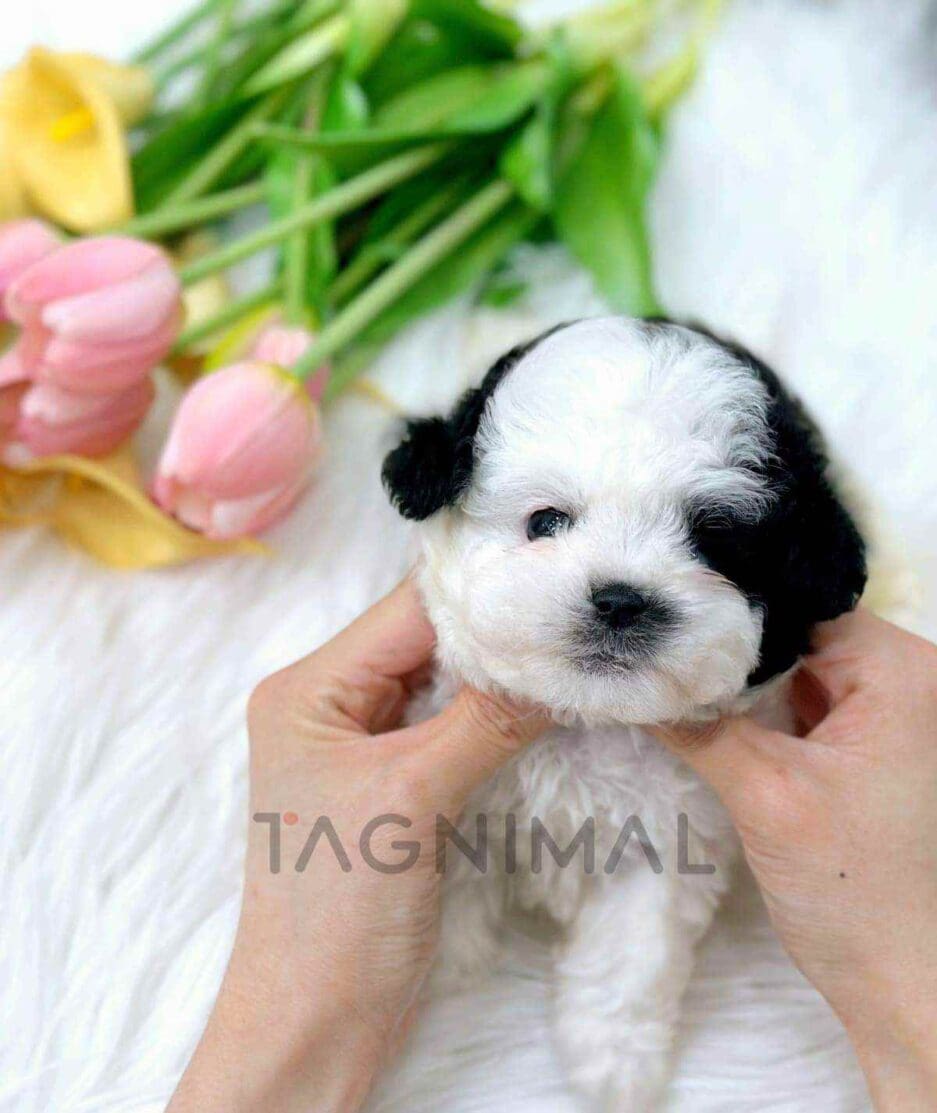 Poochon puppy for sale, dog for sale at Tagnimal