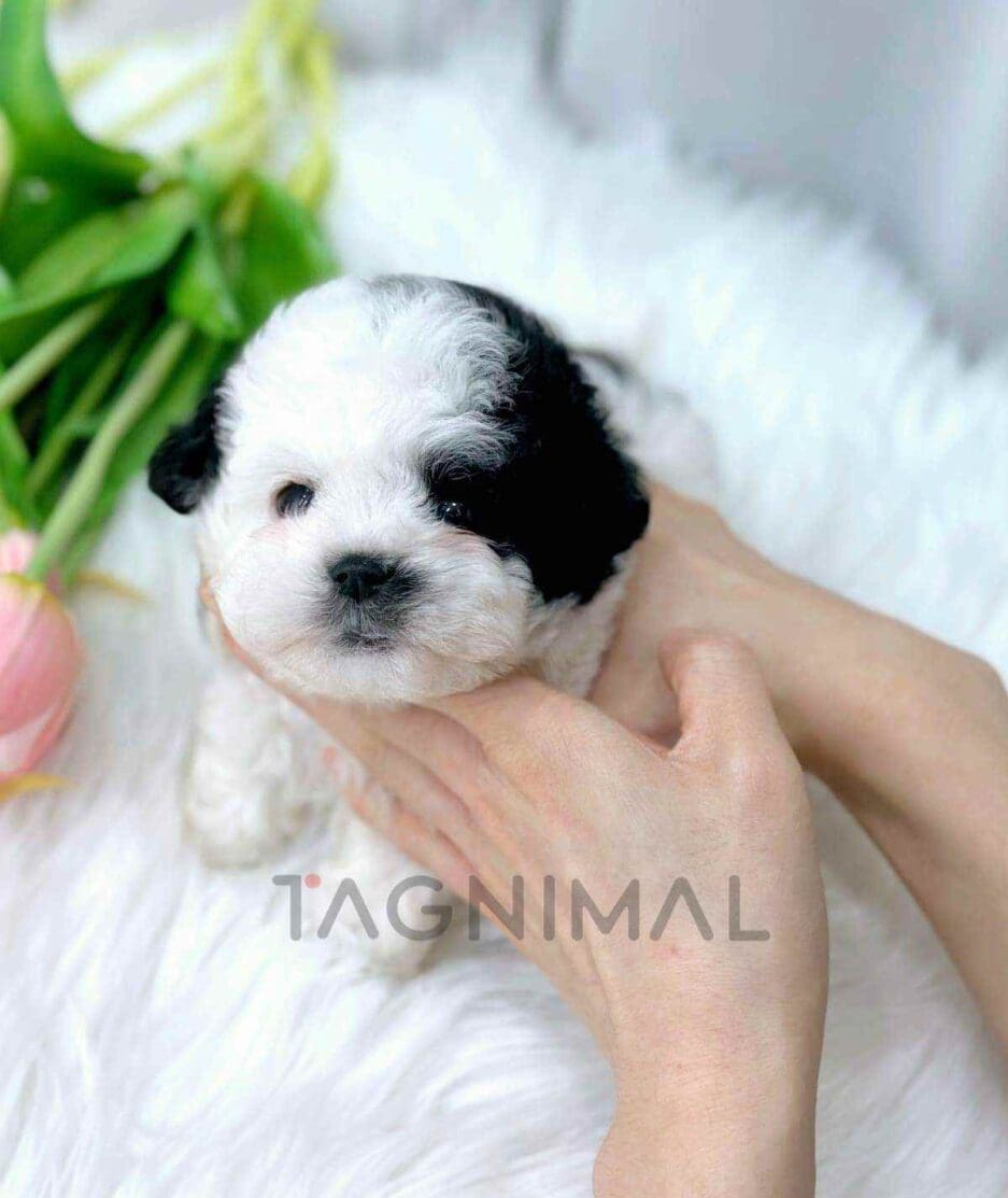 Poochon puppy for sale, dog for sale at Tagnimal