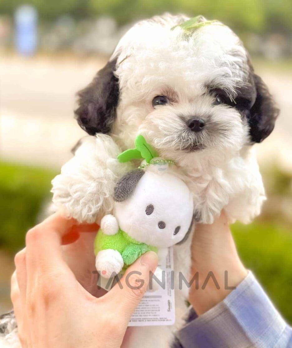 Poochon puppy for sale, dog for sale at Tagnimal