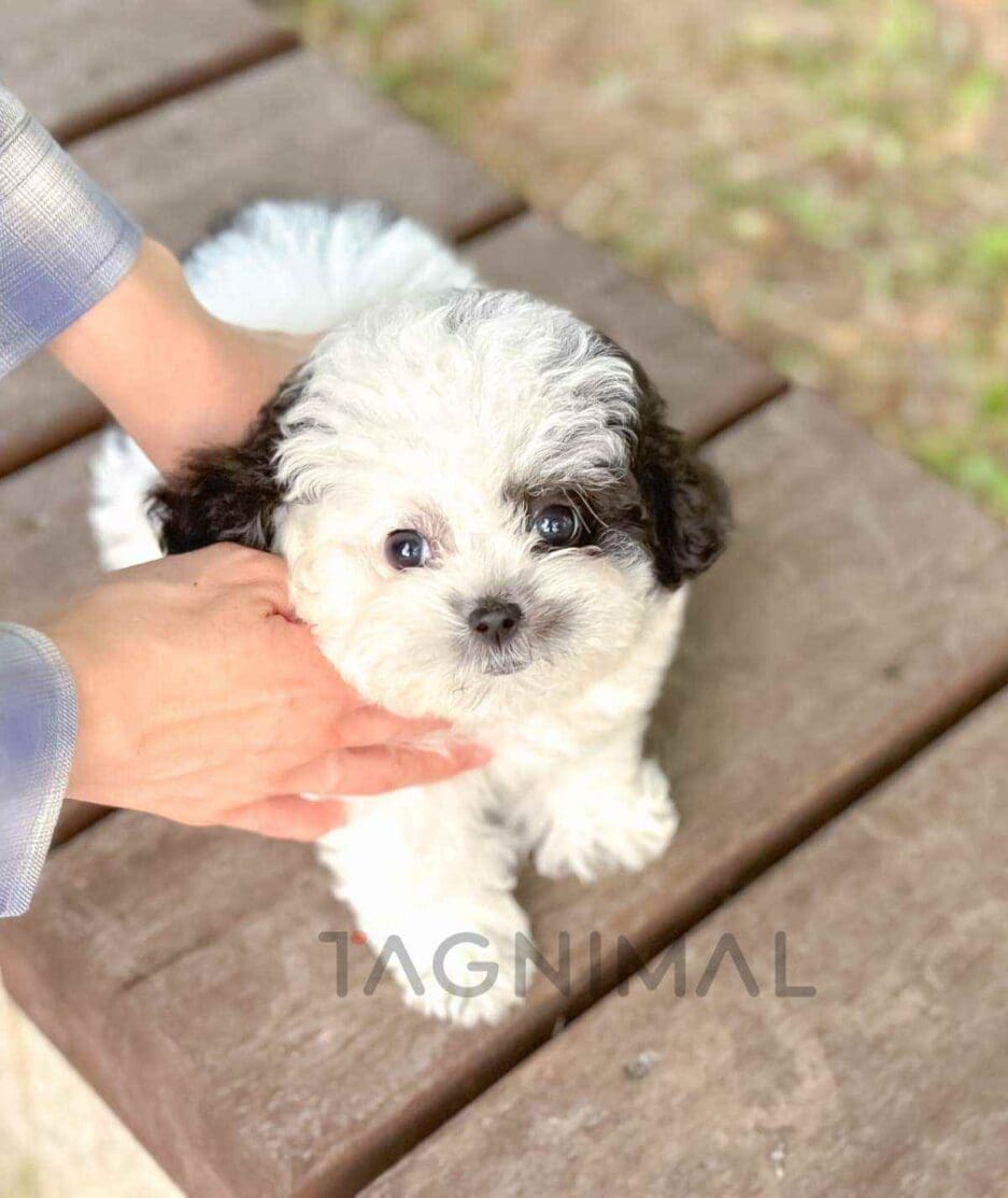 Poochon puppy for sale, dog for sale at Tagnimal