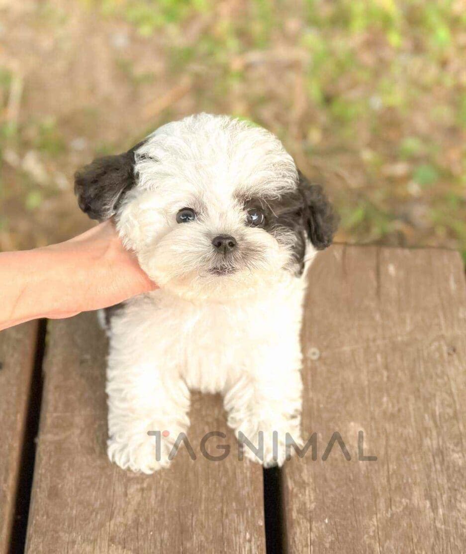 Poochon puppy for sale, dog for sale at Tagnimal