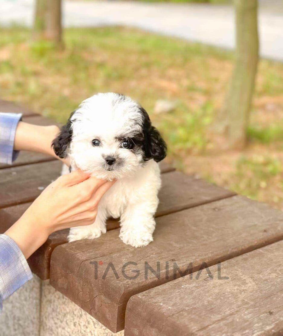 Poochon puppy for sale, dog for sale at Tagnimal