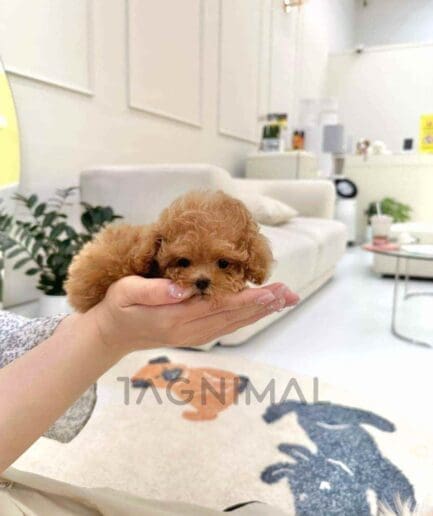 Poodle puppy for sale, dog for sale at Tagnimal