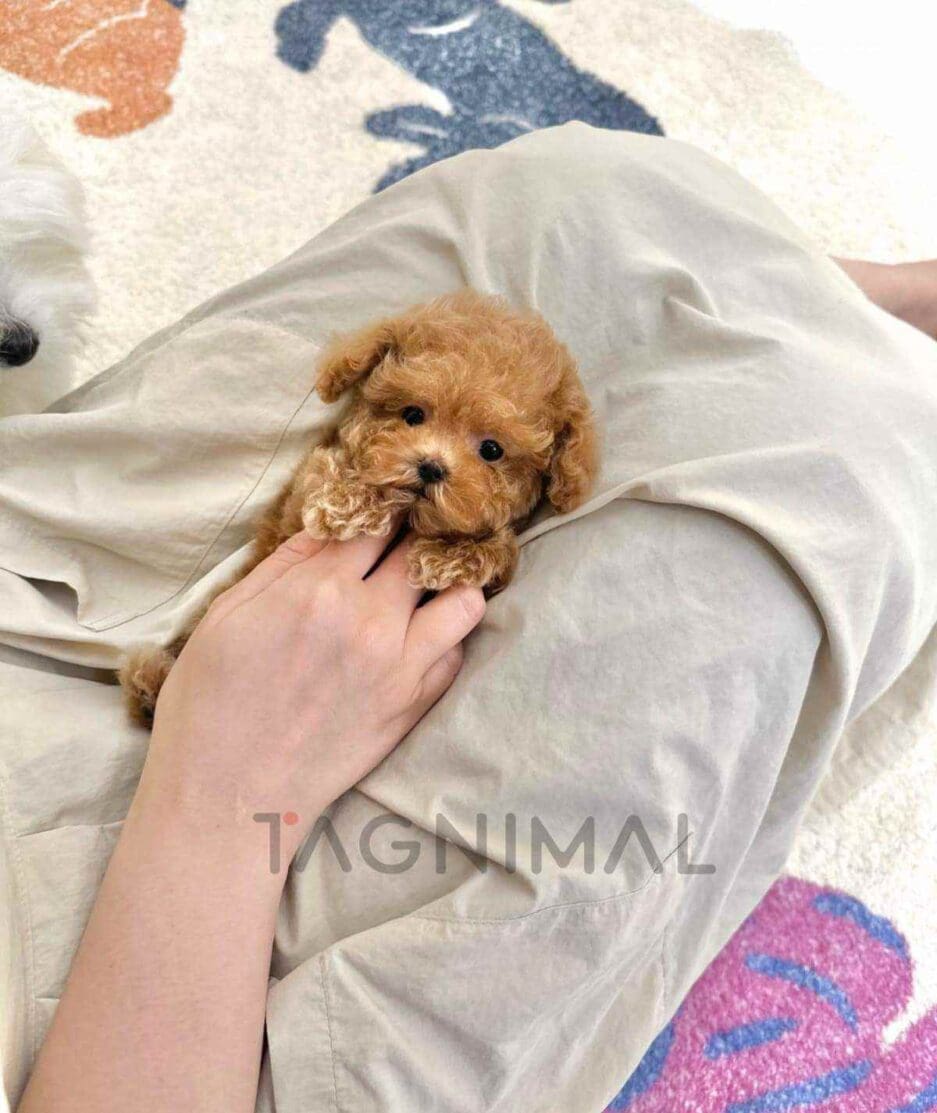 Poodle puppy for sale, dog for sale at Tagnimal