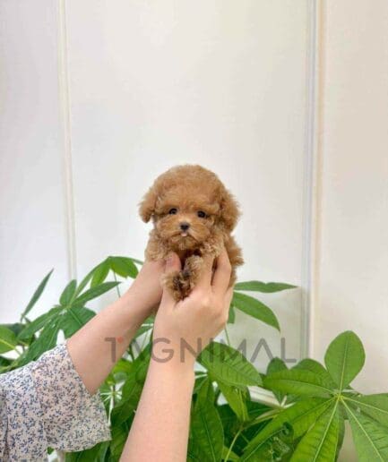 Poodle puppy for sale, dog for sale at Tagnimal