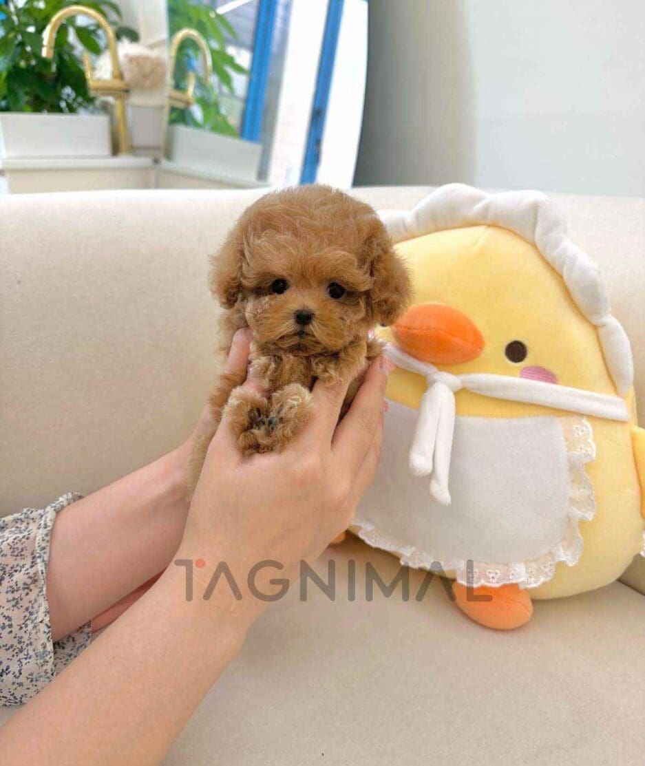 Poodle puppy for sale, dog for sale at Tagnimal