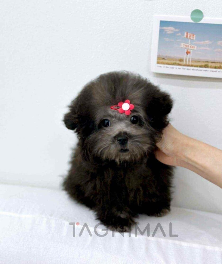 Poodle puppy for sale, dog for sale at Tagnimal