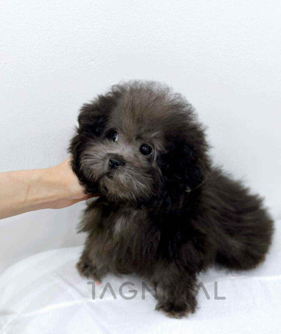 Poodle puppy for sale, dog for sale at Tagnimal