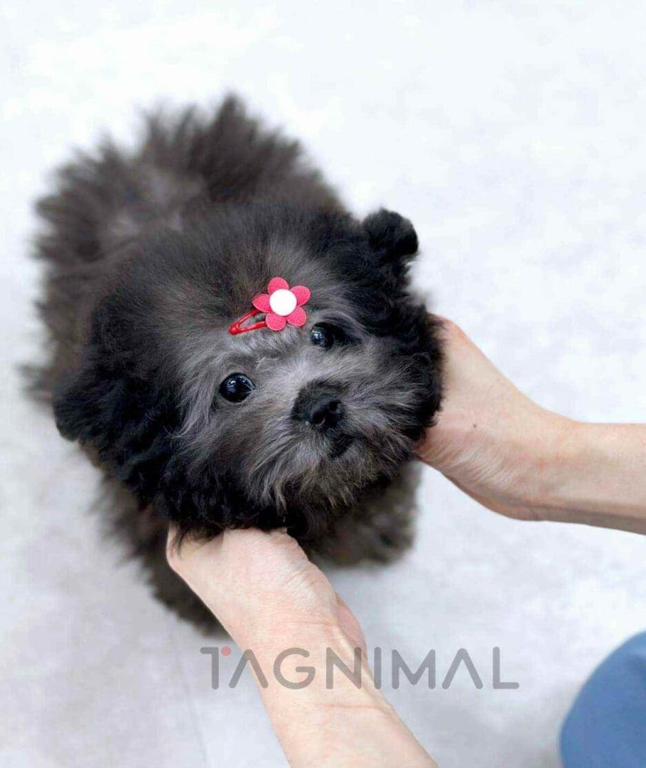 Poodle puppy for sale, dog for sale at Tagnimal