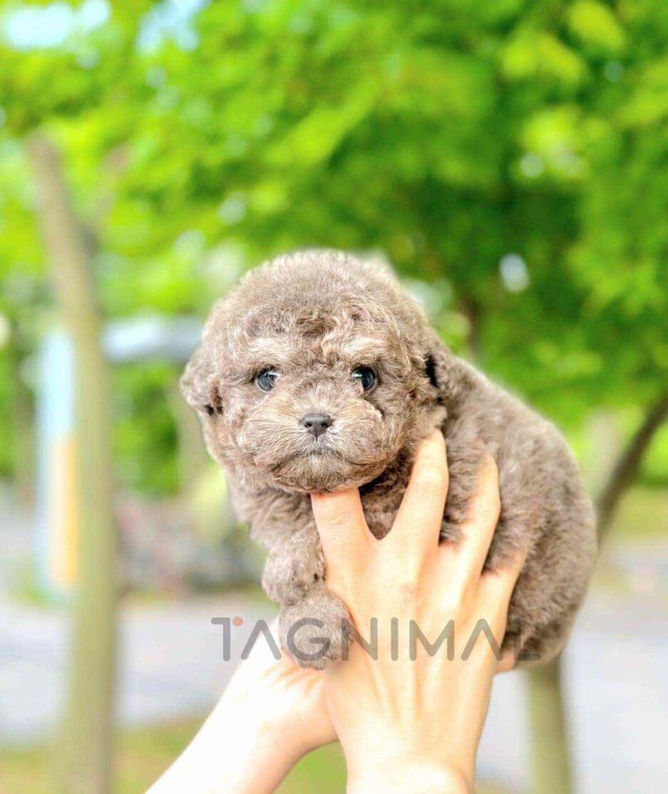 Poodle puppy for sale, dog for sale at Tagnimal