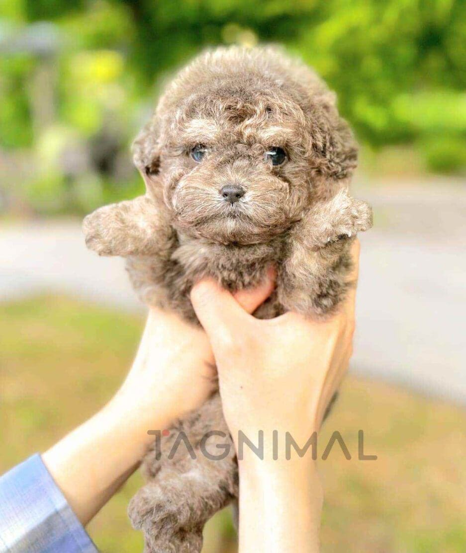 Poodle puppy for sale, dog for sale at Tagnimal