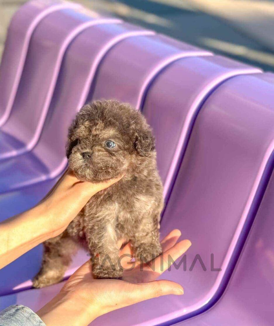 Poodle puppy for sale, dog for sale at Tagnimal