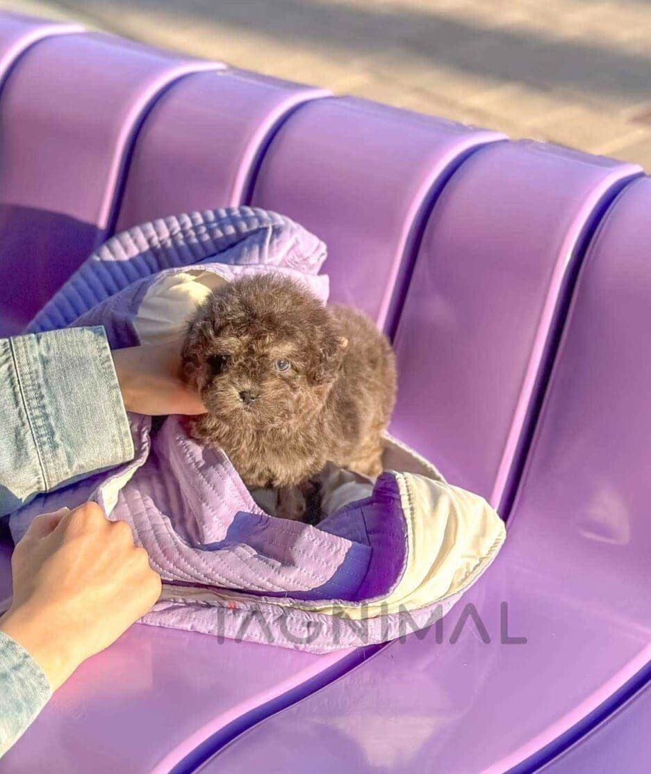 Poodle puppy for sale, dog for sale at Tagnimal