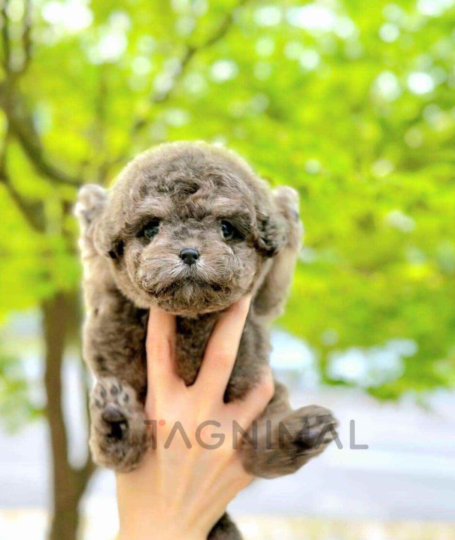 Poodle puppy for sale, dog for sale at Tagnimal