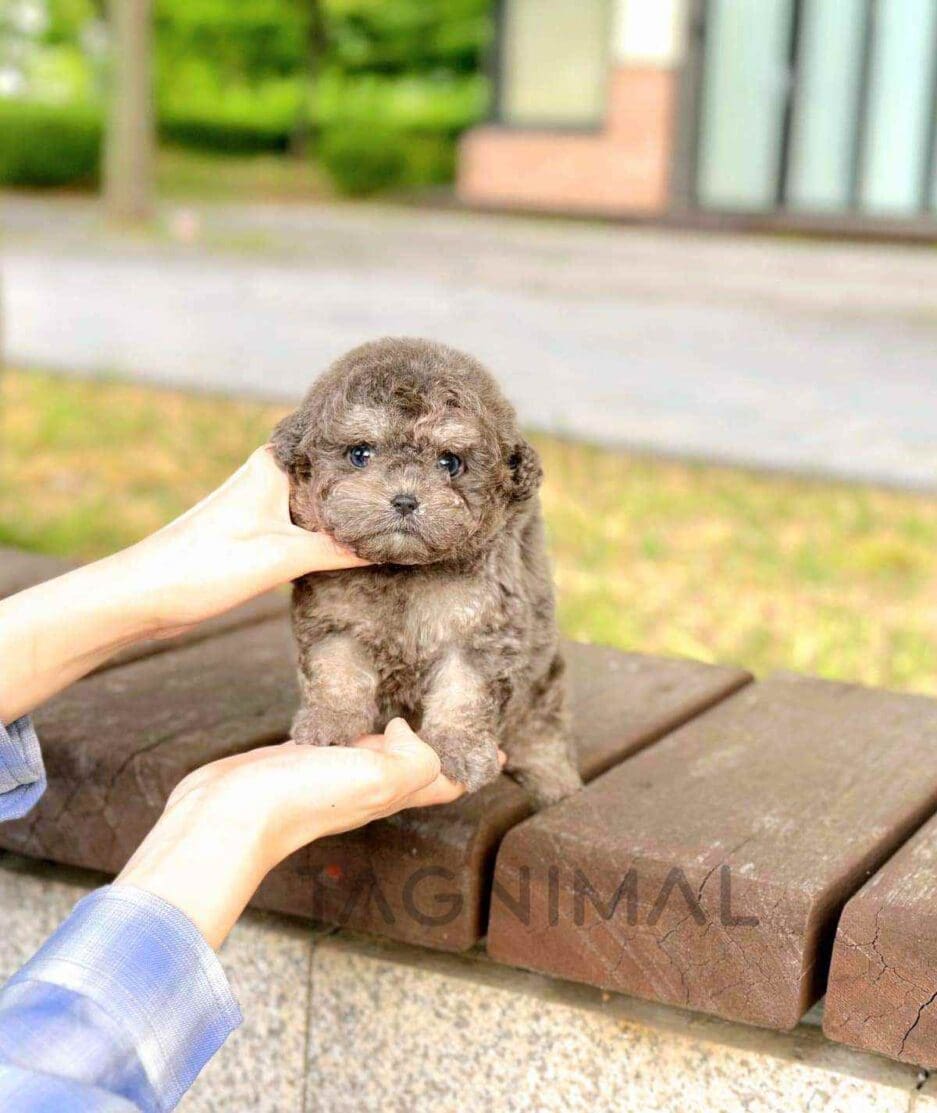 Poodle puppy for sale, dog for sale at Tagnimal