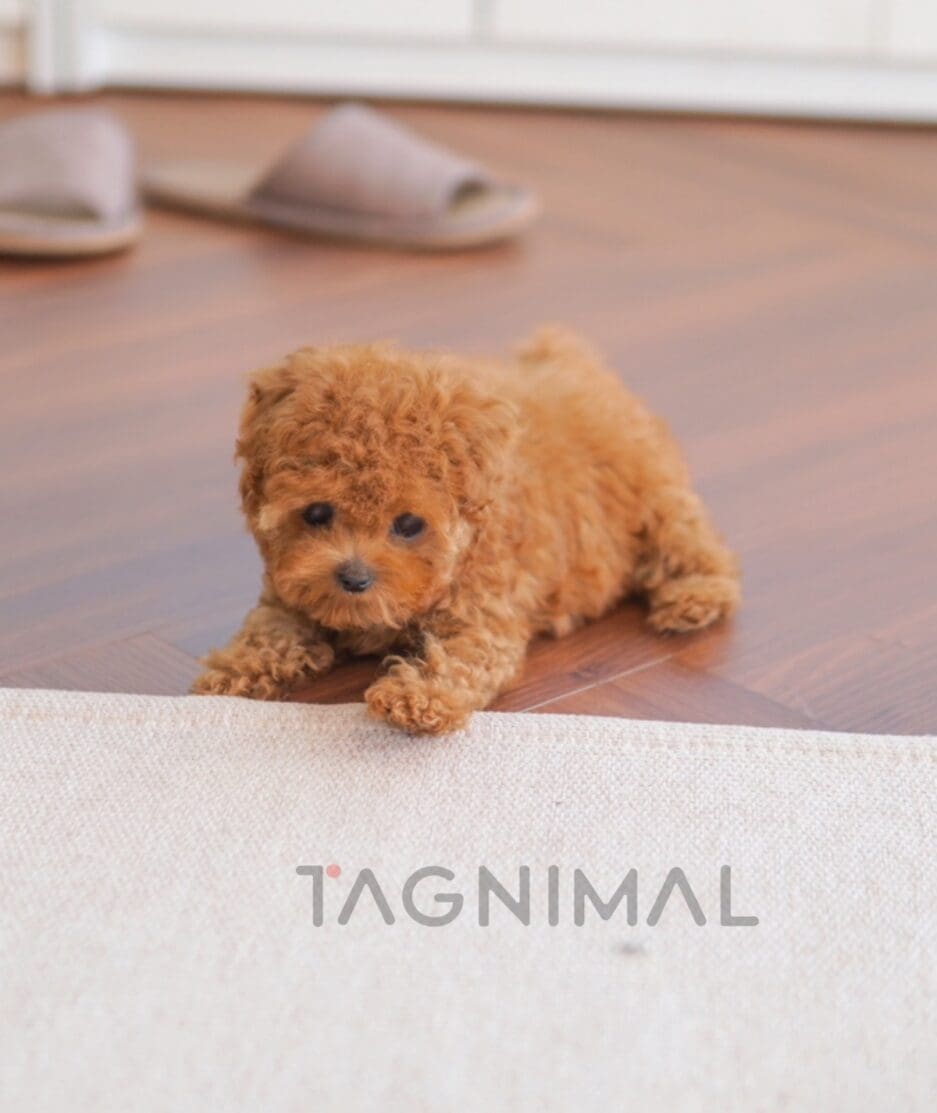 Poodle puppy for sale, dog for sale at Tagnimal