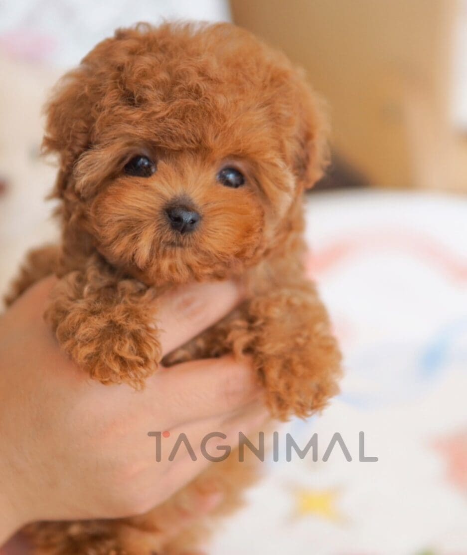 Poodle puppy for sale, dog for sale at Tagnimal