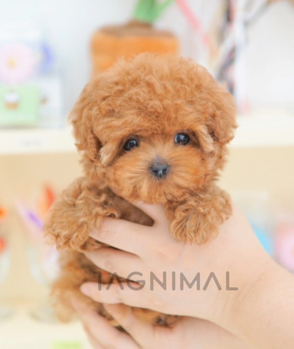 Poodle puppy for sale, dog for sale at Tagnimal